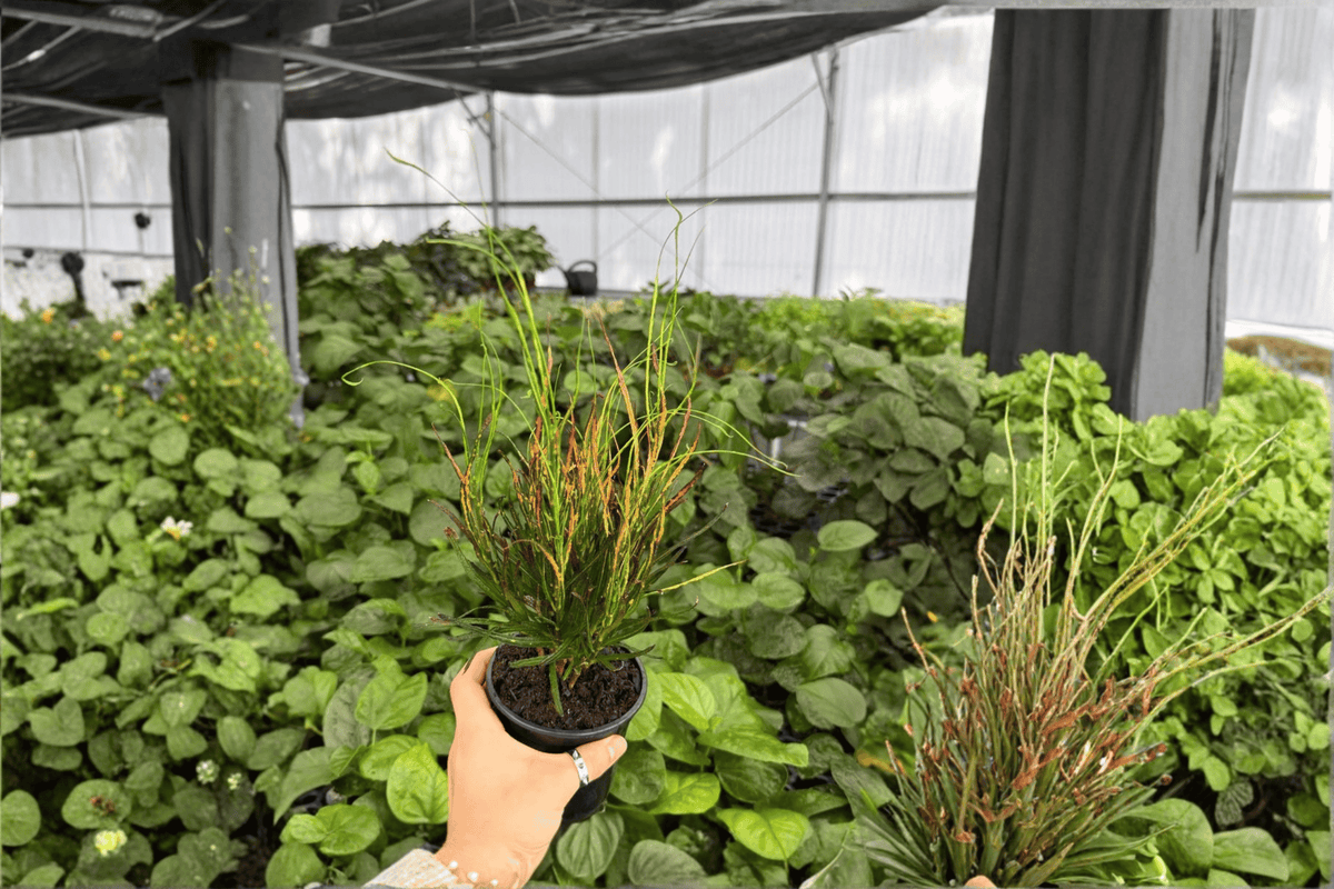 Croton Picasso’s Paintbrush 2 Exact Live Plants – 4-Inch Pots – Codiaeum variegatum 'Picasso’s Paintbrush'