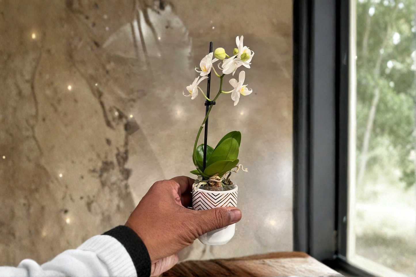 White Mini Orchid Live Plant Phalaenopsis Orchid Flowering Houseplant in 3 Inch Ceramic Pot Indoor Plant