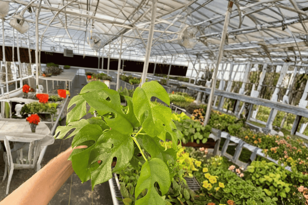 2 Rhaphidophora tetrasperma (Monstera Minima) Live Plants in 4-Inch Pots