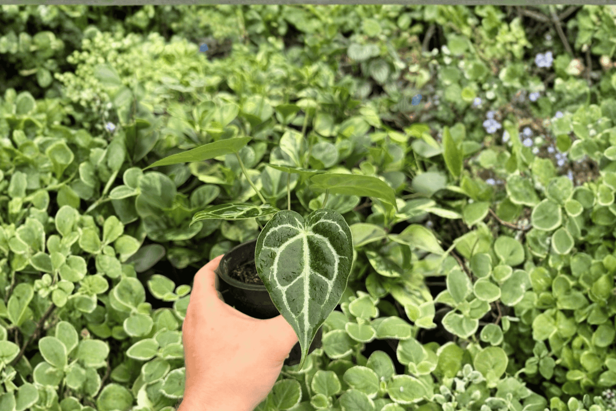 Anthurium Silver × Red Gunsal – 2 Exact Live Hybrid Plants, 4-Inch Size – Anthurium Hybrid
