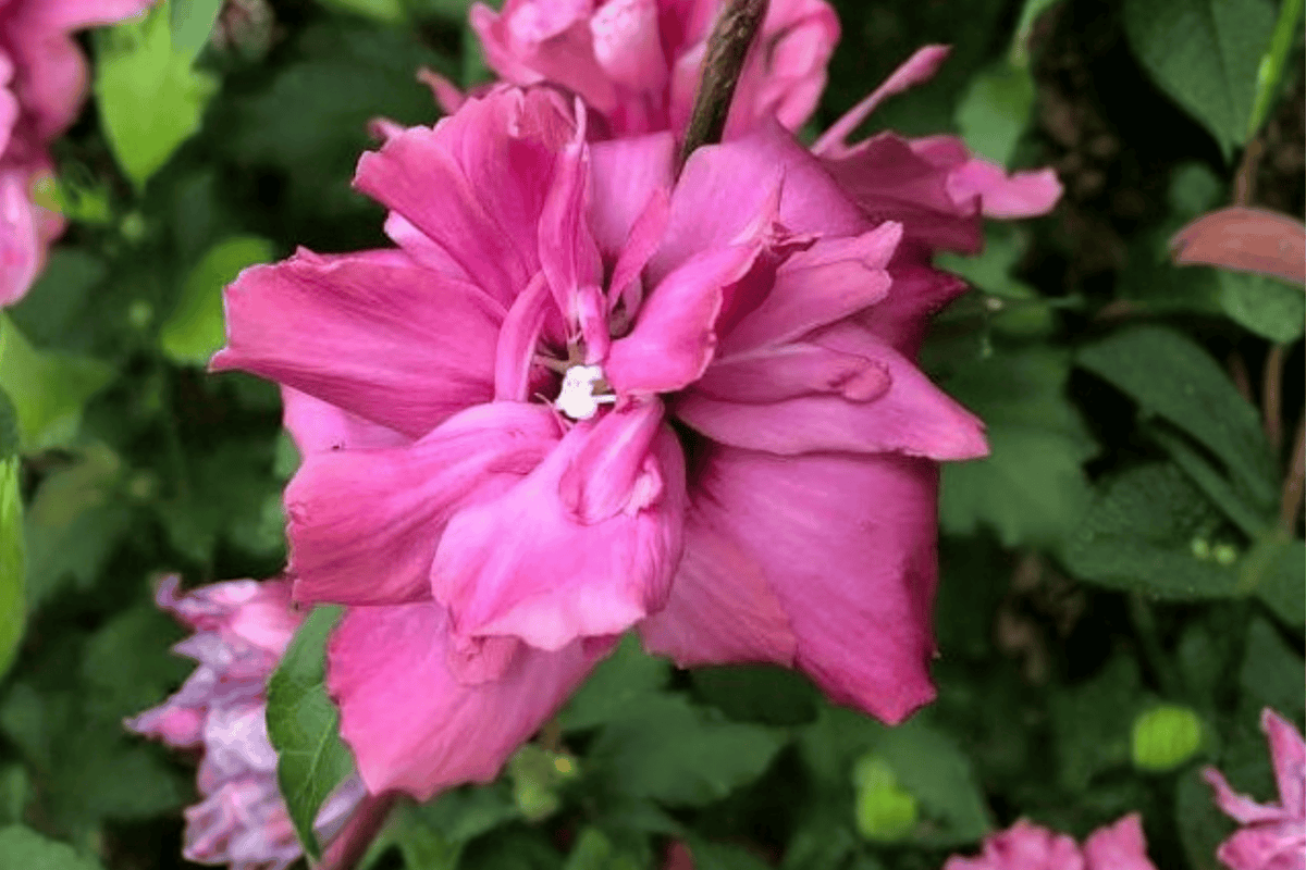 Lucy Rose of Sharon 1 Live Flowering Shrub, 1 Gallon Pot – Hibiscus syriacus ‘Lucy’