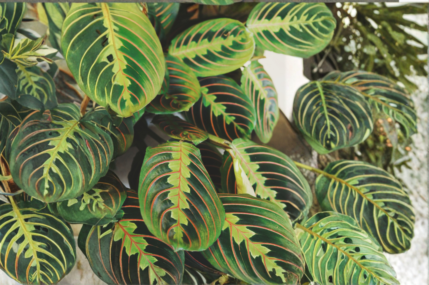 Red Maranta Prayer Plant Live Plant 4 Inch Pot – Maranta leuconeura 'Erythroneura'