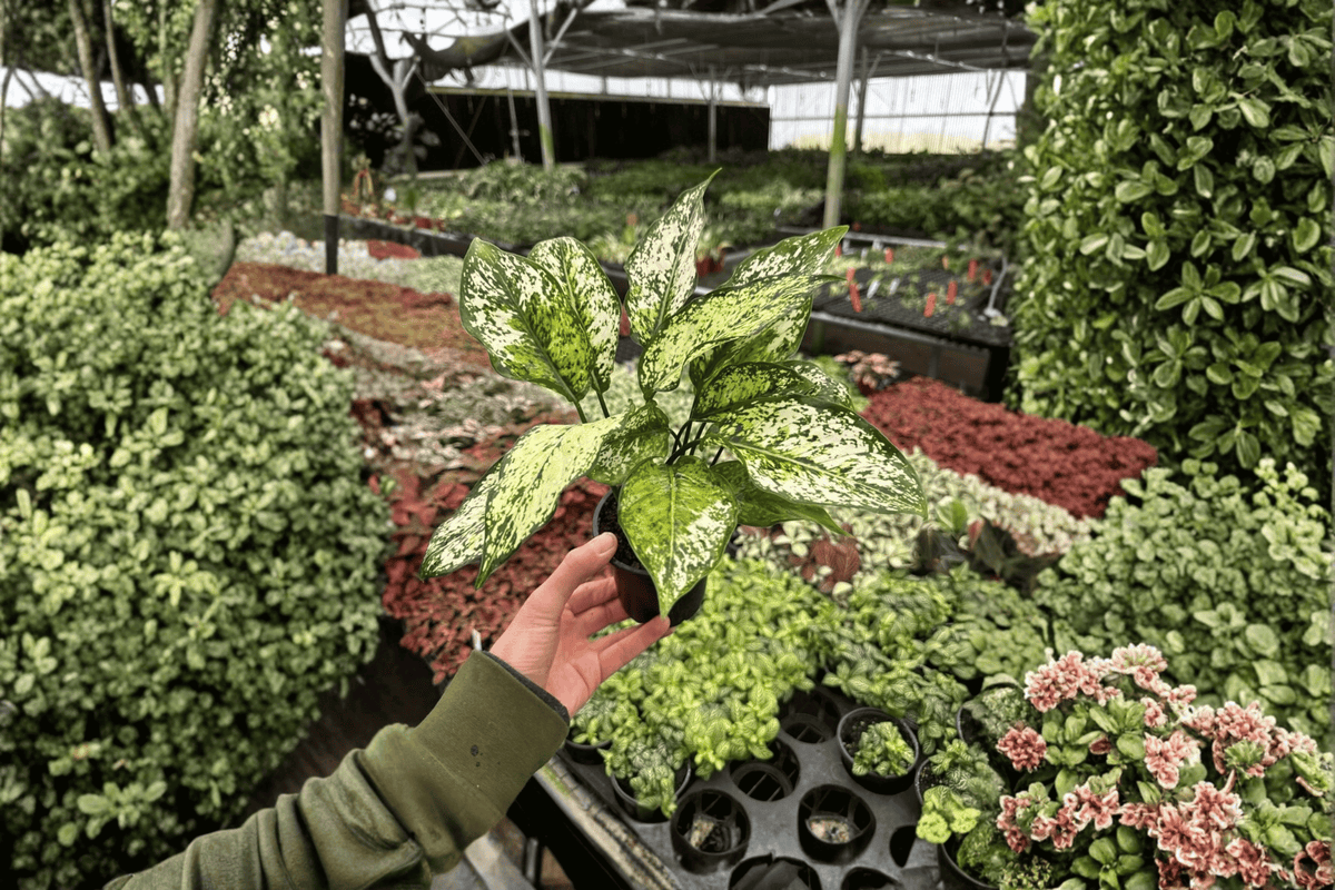 2 Aglaonema 'Wintery Winehouse' Live Plants in 4-Inch Pots – Chinese Evergreen