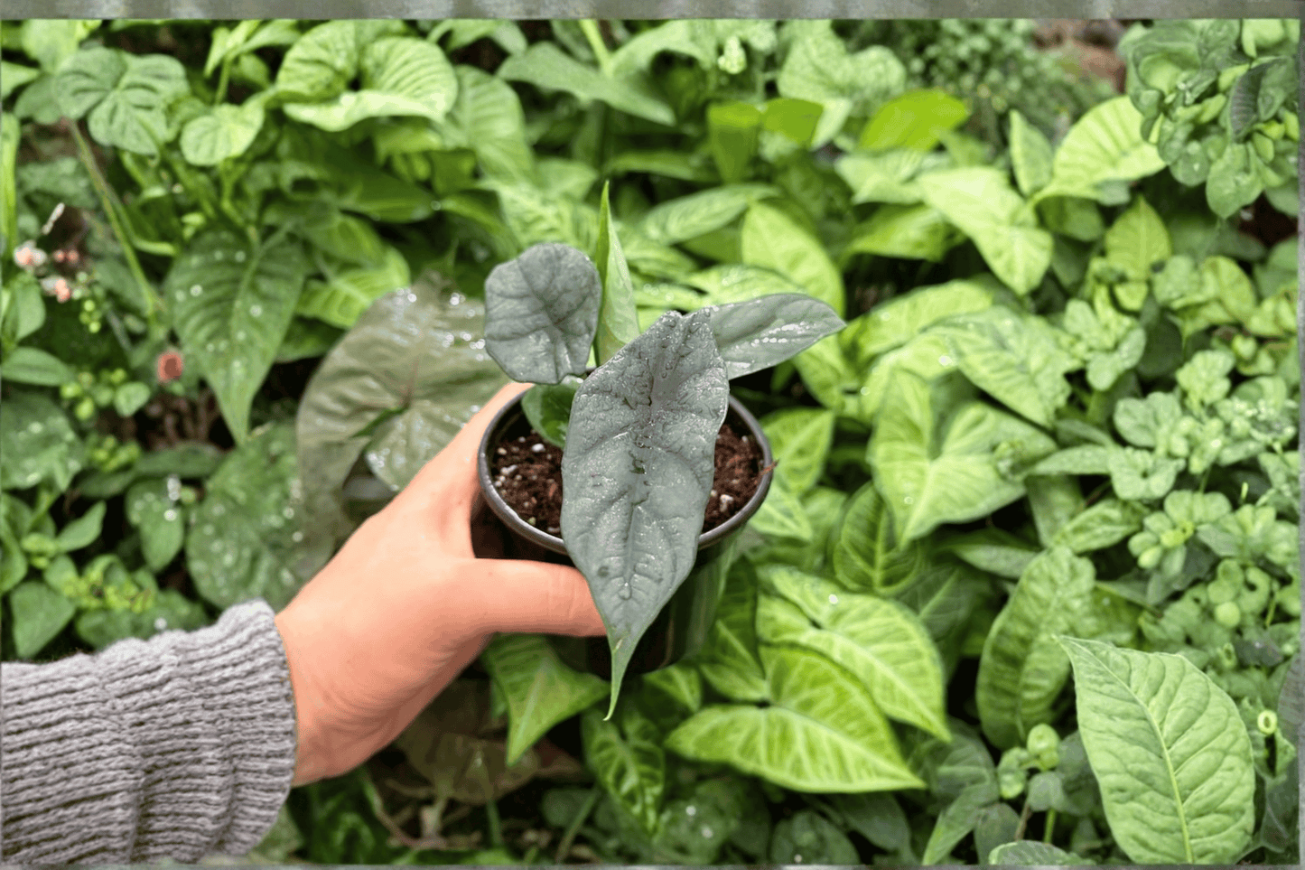 2 Exact Alocasia 'Silver Wings' (Silver Dragon × Scalprum) Live Plants in 4-Inch Pots
