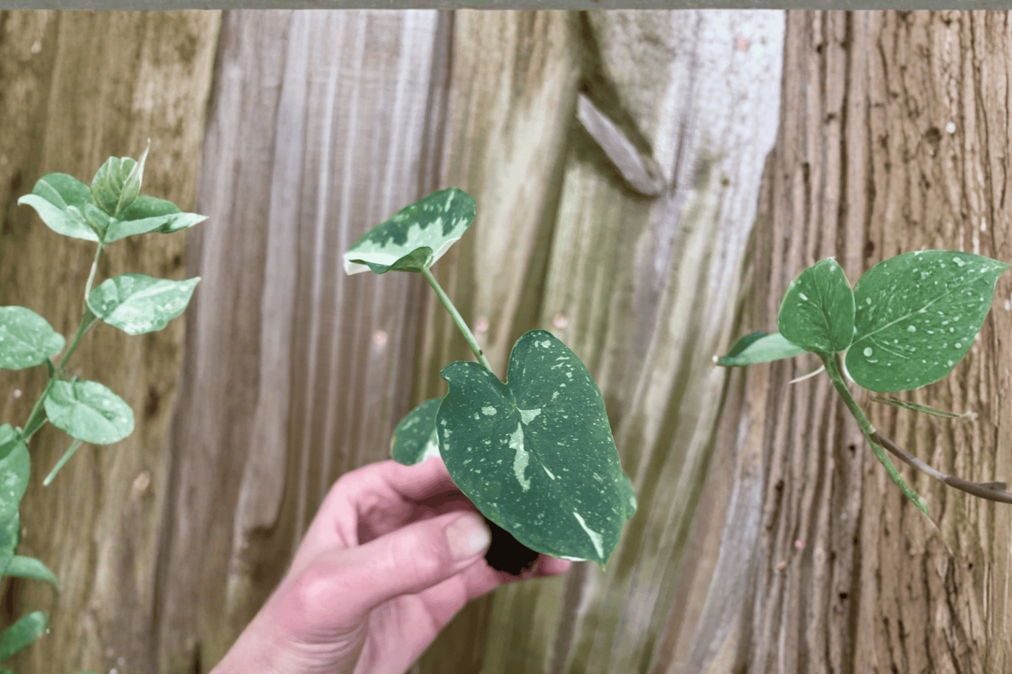 2 Colocasia 'Milky Way' ('Ele Paio') Starter Plants – Bare Root – Colocasia esculenta