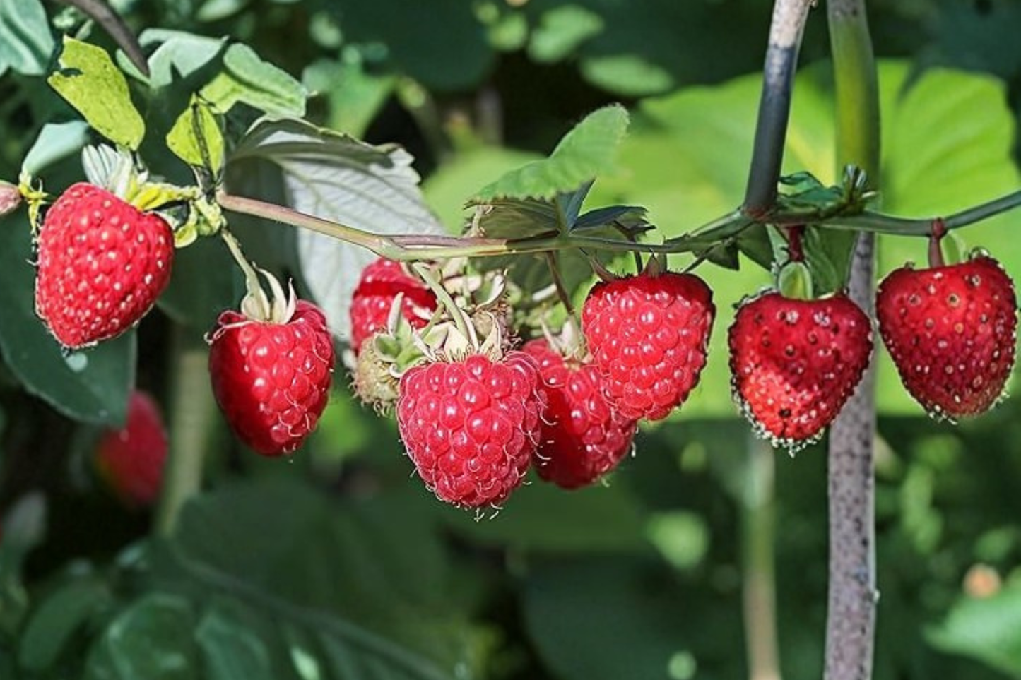 Jumbo Raspberry Seeds Rare Berry Plant 30 Seeds for Outdoor Garden and Container Growing