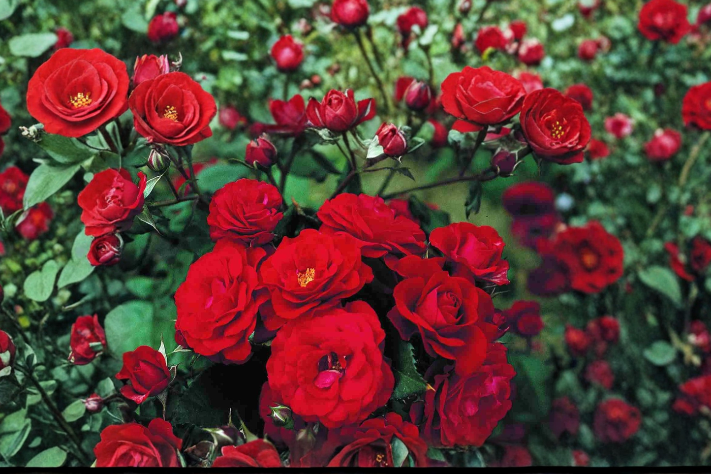 Mr Lincoln Red Rose Live Plant 2 Gallon Hybrid Tea Rose Bush for Garden Large Bloom Landscape Plant