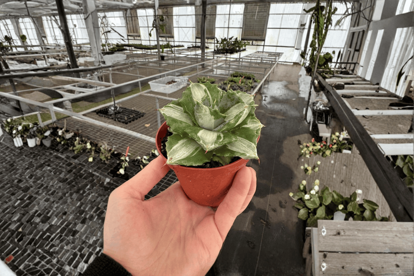2 Variegated Agave Live Plants – 4-Inch Pots – Agave Species