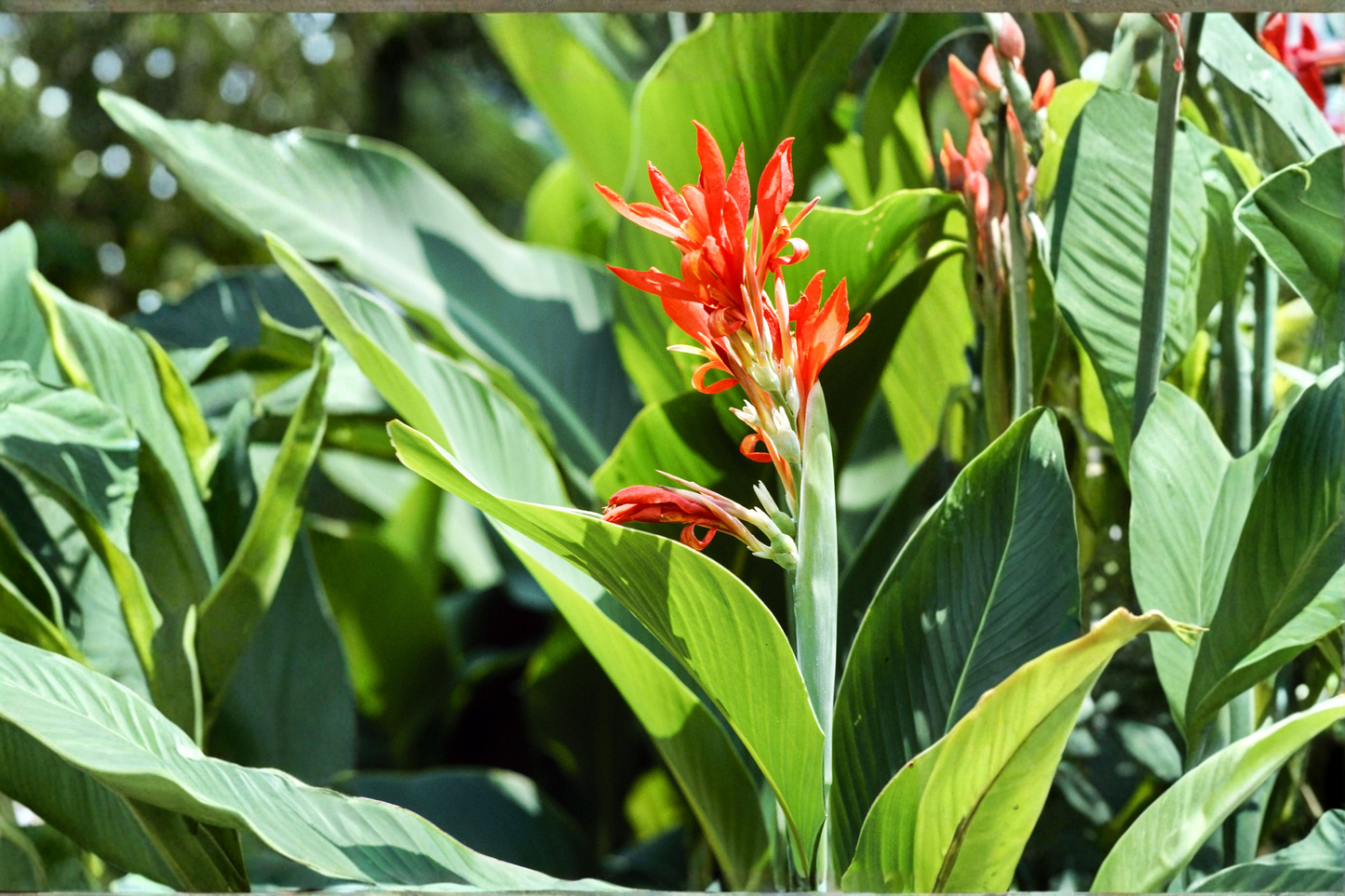 6 Baby Canna Lily Live Starter Plants in Premium Soil – Tropical Garden (Canna spp.)