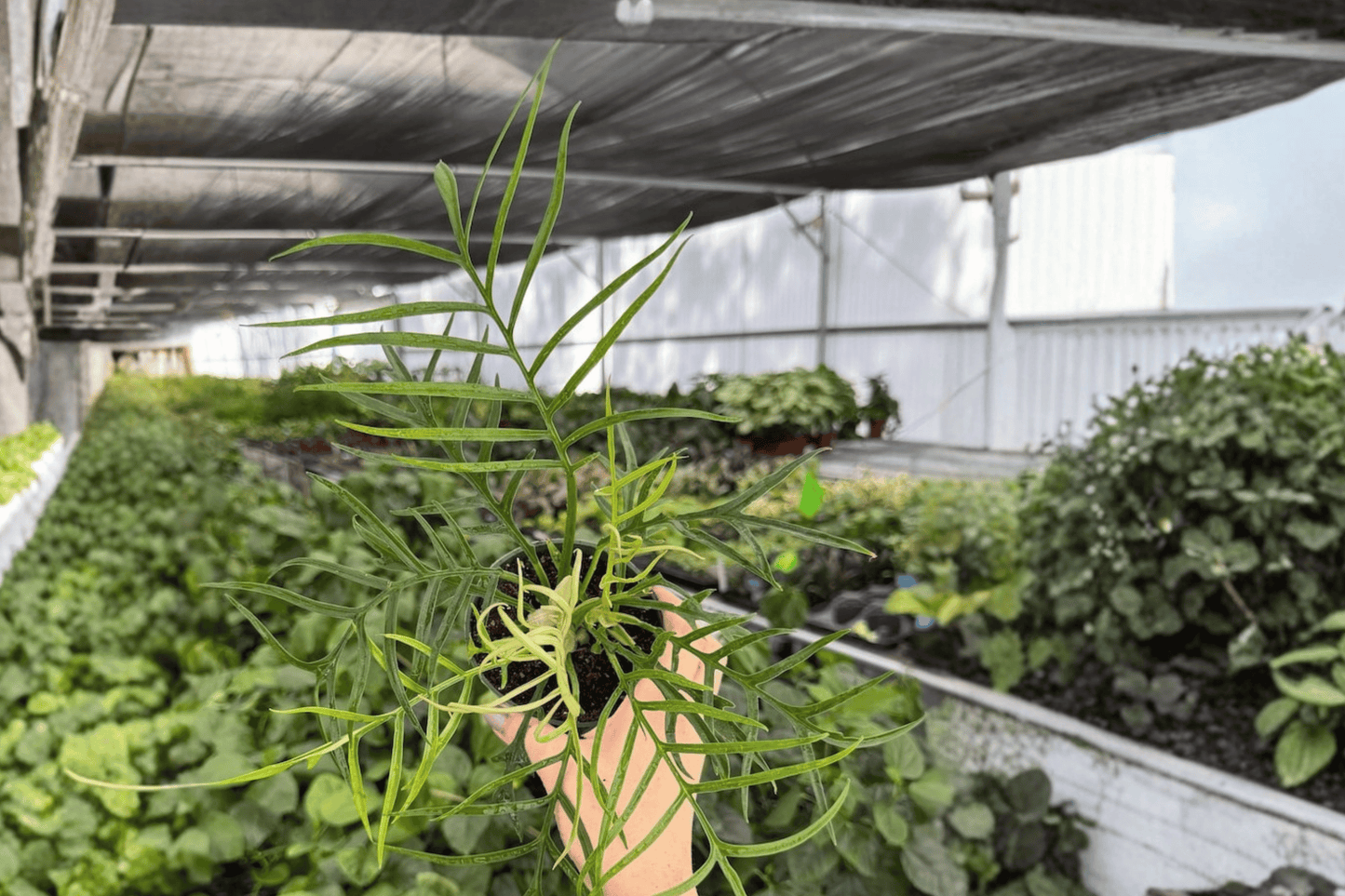 Philodendron Tortum 2 Exact Live Plants – 4-Inch Pots – Philodendron tortum