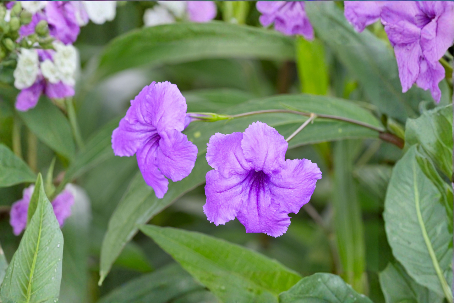 6 Mexican Petunia (Ruellia) Live Plants – 3 Purple & 3 Pink – Rooted Starter Plants – Ruellia simplex