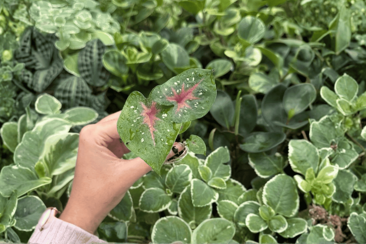 Caladium Bicolor Camilla 2 Exact Live Starter Plants – Caladium bicolor ‘Camilla’