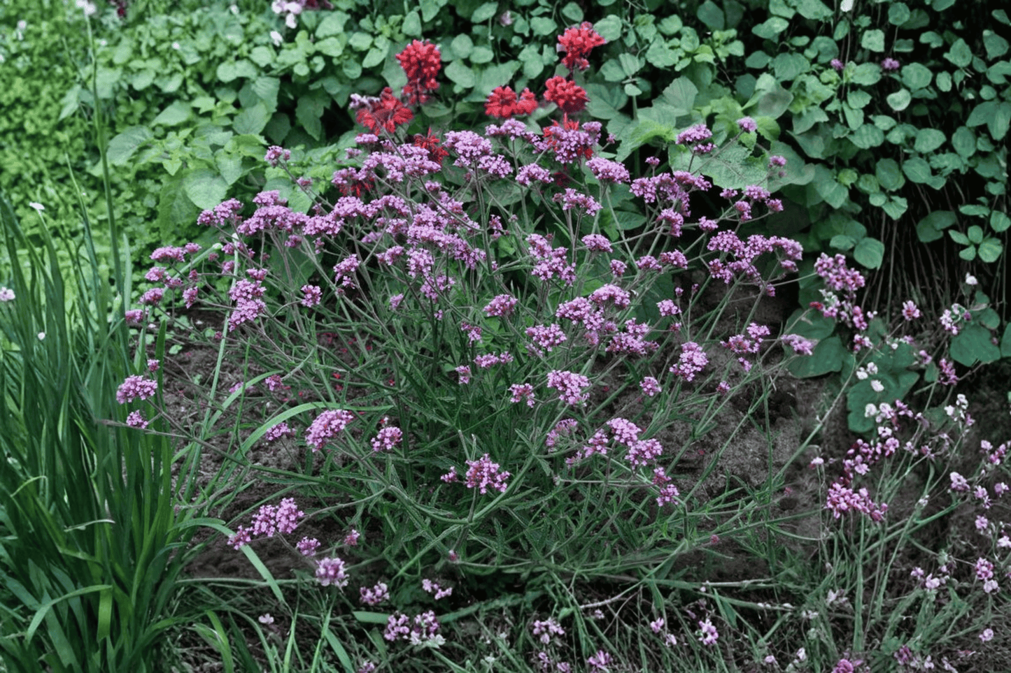 Lollipop Dwarf Vervain Live Plant – 4-Inch Pot – Verbena bonariensis 'Lollipop'