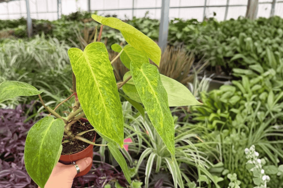 2 Exact Plant Philodendron Painted Lady Live Plants – Specific 4-Inch Pots