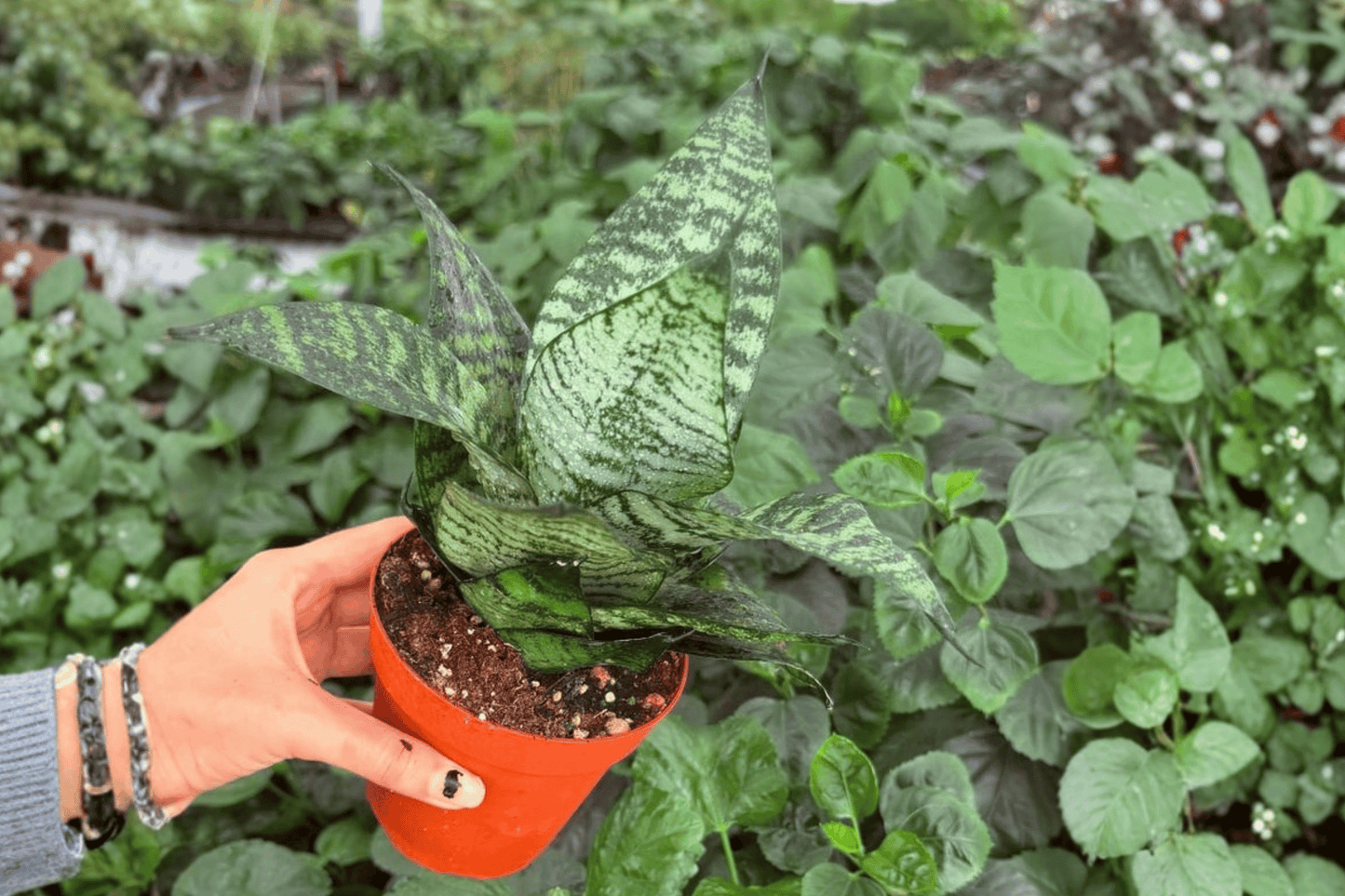 Green Snake Plant 2 Exact Live Plants – 4-Inch Pots – Dracaena trifasciata