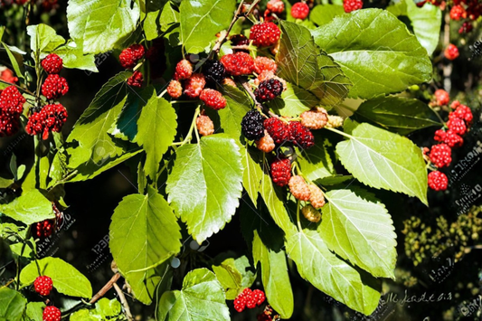 Early Bird Mulberry Tree Live Plant Fruiting Mulberry Tree Sweet Berry Plant for Backyard Orchard Garden and Container Growing