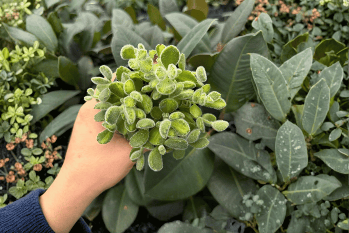 2 Variegated Bear Paw Exact Live Plants – Cotyledon tomentosa in 4” Pots