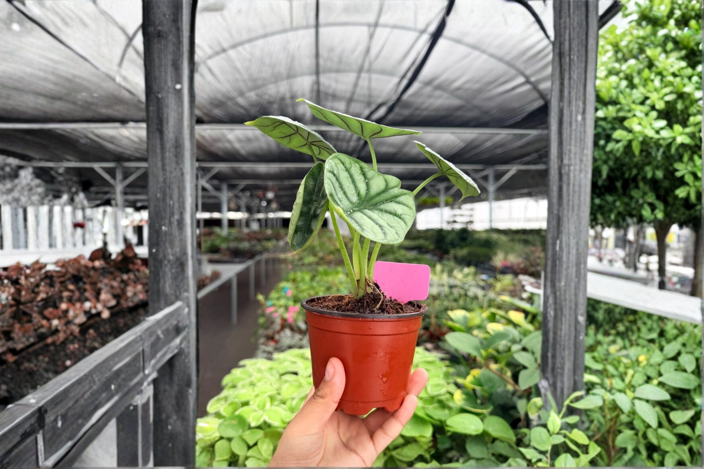 2 Exact Alocasia 'Silver Dragon' Live Plants – 4-Inch Potted Houseplants