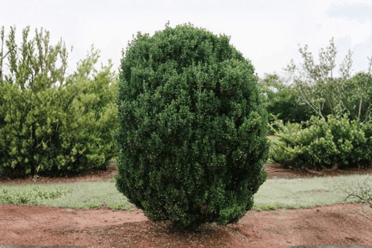 Chubby Hubby Holly 1 Live Evergreen Shrub, 3 Gallon Pot – Ilex crenata