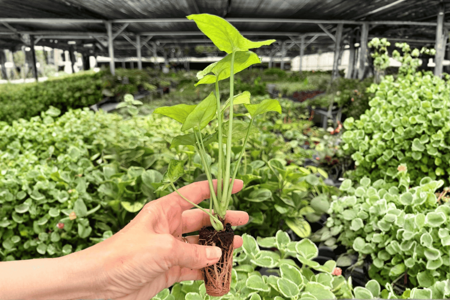 Syngonium Bright Allusion 2 Exact Live Starter Plants – Plug – Syngonium podophyllum
