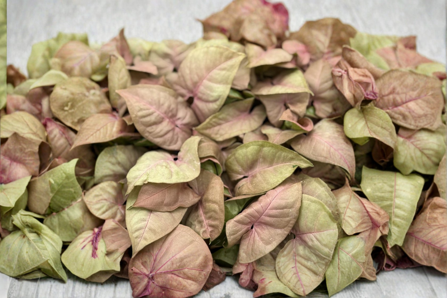 Syngonium Neon Pink Live Plant Rare Pink Arrowhead Tropical Houseplant in 2 Inch Pot