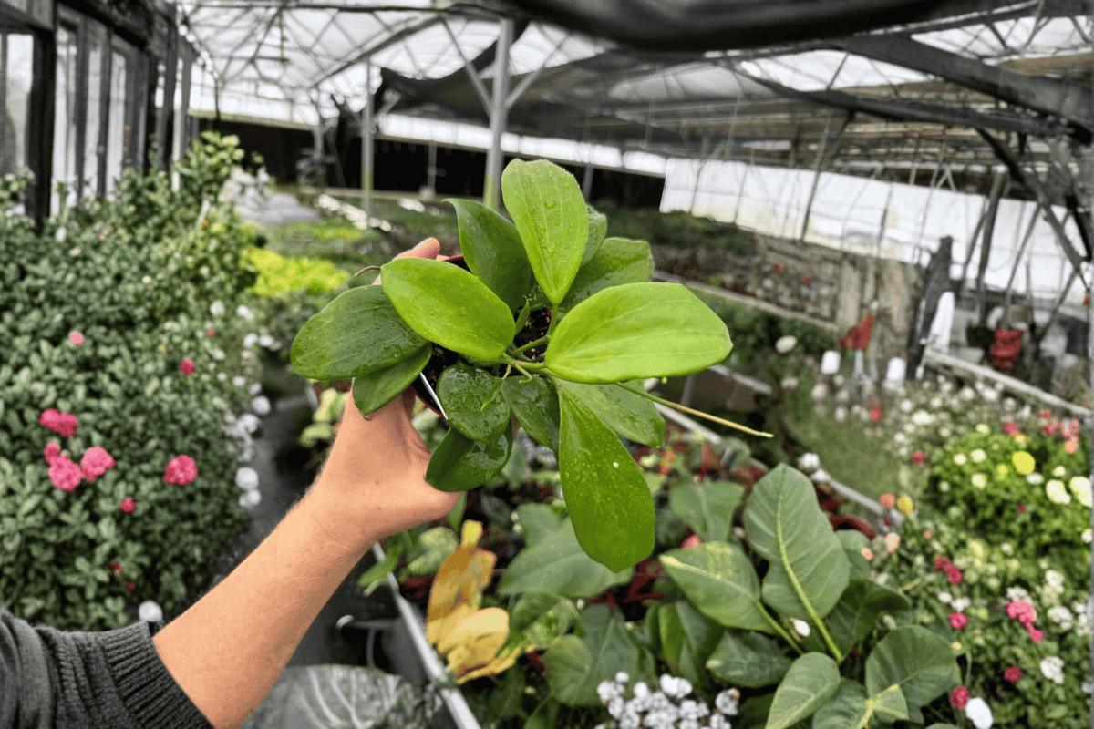 Hoya quinquenervia 2 Live Plants – 4” Size Bare Root