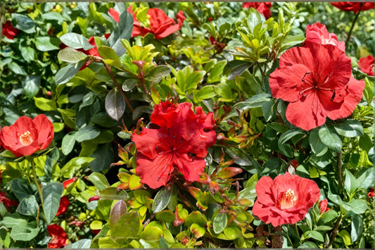 Girard’s Hot Shot Azalea 1 Gallon Live Plant – Red Flower Evergreen Azalea Shrub Shade Garden Rhododendron