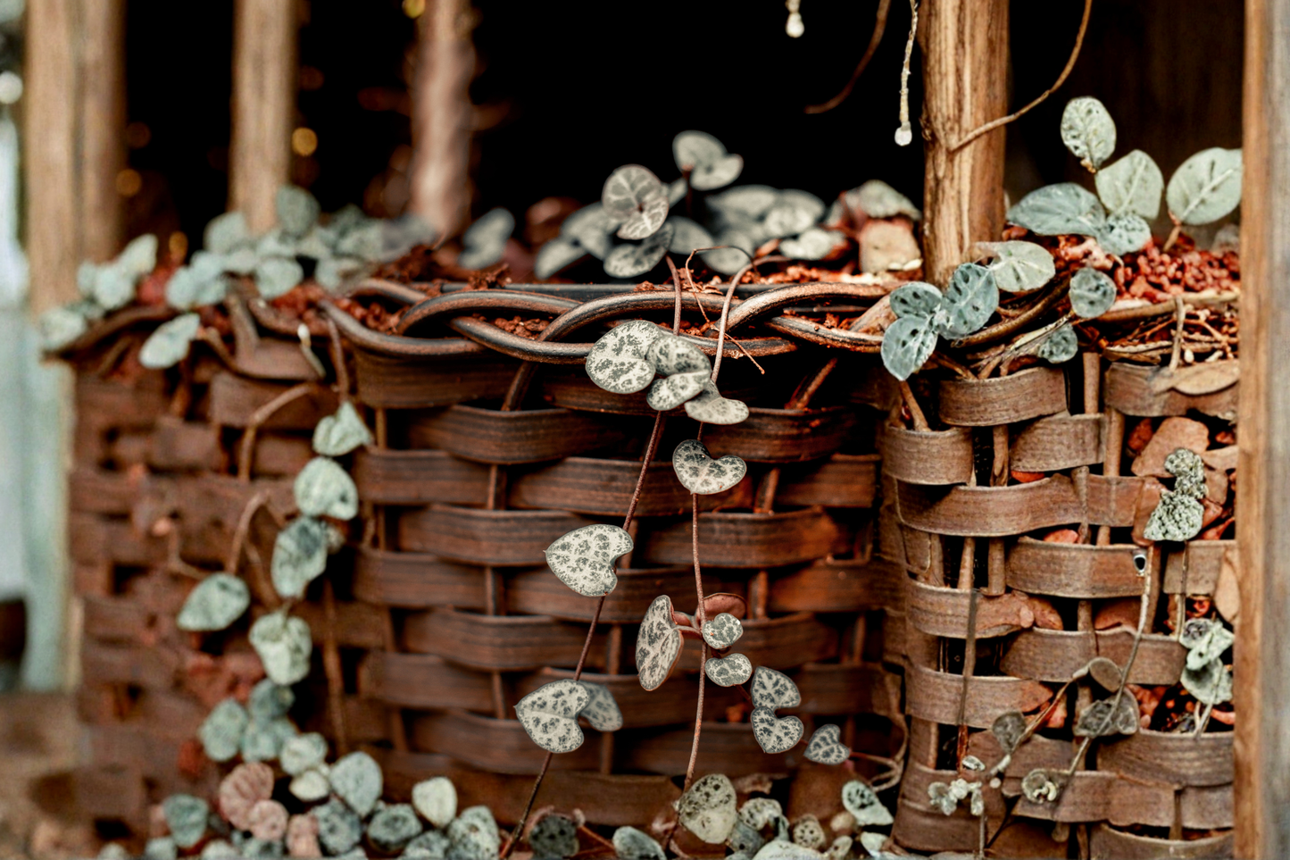 String of Hearts Live Plant – 4 Inch Pot – Ceropegia woodii Succulent