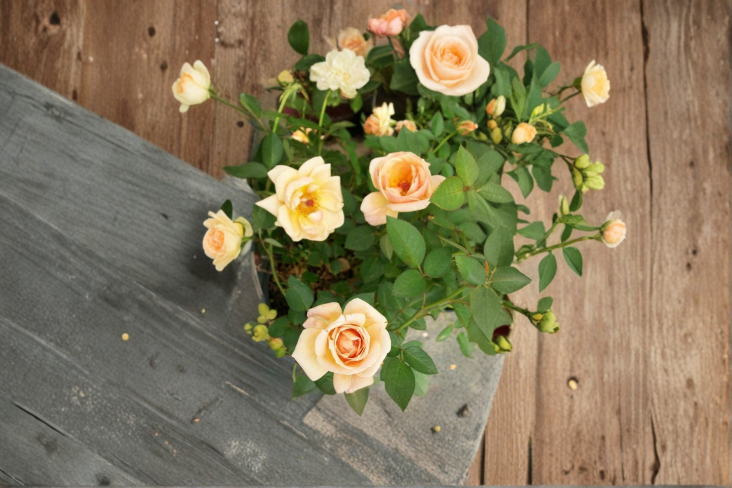 Peach Apricot Yellow Rose Plant 1 Gal Live Mini Rose Bush Outdoor Garden Flowering Shrub