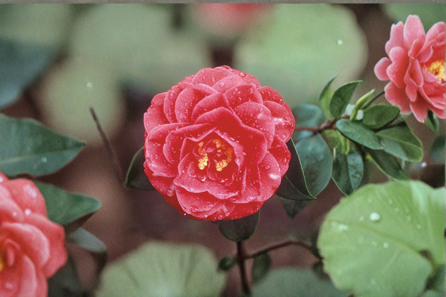Japanese Camellia ‘Lady Laura Red’ 1 Gallon Live Plant – Camellia japonica Red Evergreen Flowering Shrub