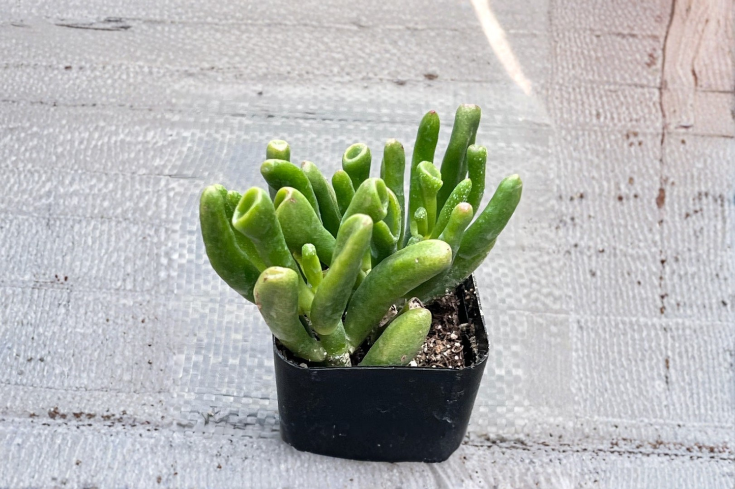 Gollum Jade Live Succulent Plant Shrek Ear Crassula Ovata in 2 Inch Pot Indoor Outdoor Houseplant Gift Decor