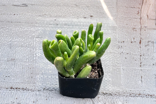 Gollum Jade Live Succulent Plant Shrek Ear Crassula Ovata in 2 Inch Pot Indoor Outdoor Houseplant Gift Decor