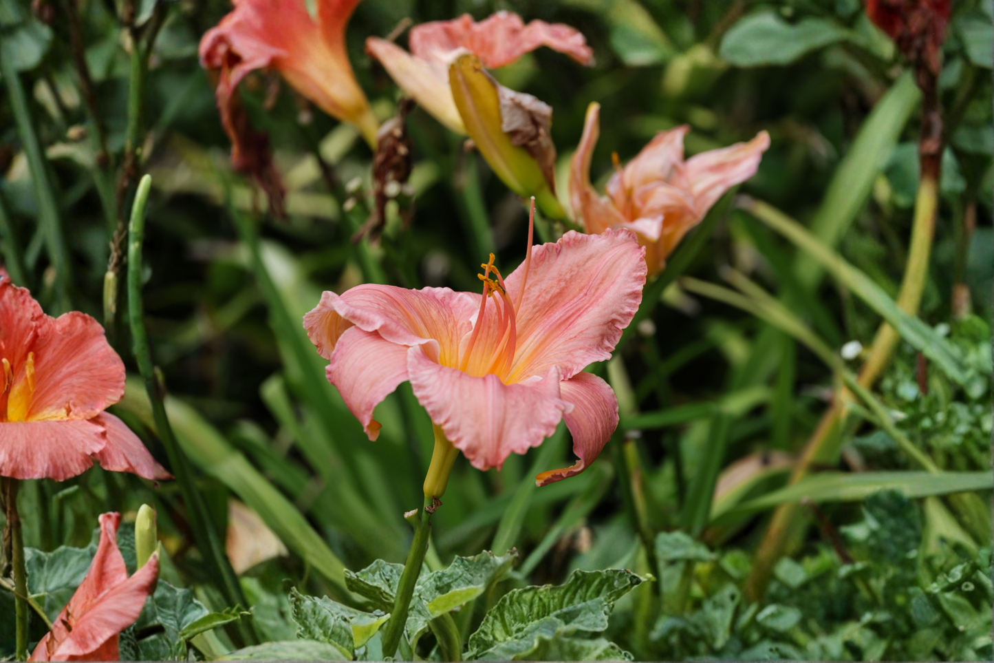 Rosy Returns Daylily Live Plants 3 Rooted Starters in 1 Qt Pots Hemerocallis Pink Reblooming Perennial Flower