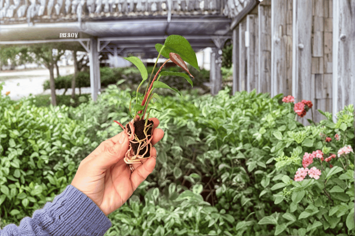 Anthurium Caliente 2 Exact Starter Plants – Anthurium ‘Caliente’ 2” Size Bare Root
