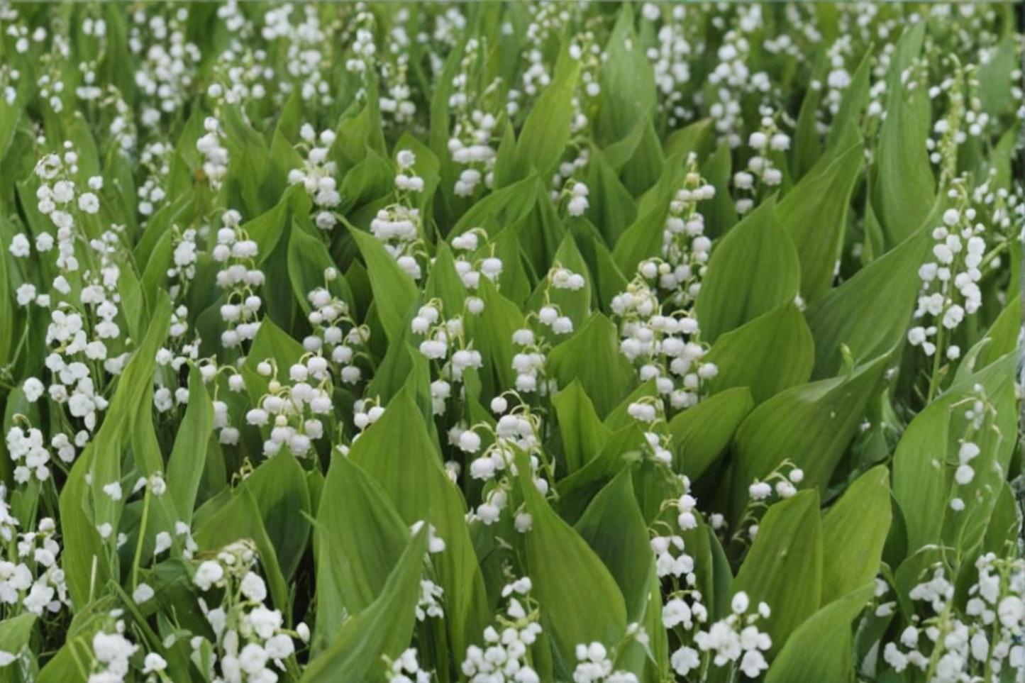 Lily of the Valley 20 Bare Root Plants – Convallaria majalis White Fragrant Shade Garden Ground Cover