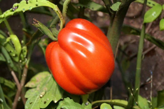 Goldmans Italian American Tomato Seeds Rare Beefsteak Heirloom Tomato Variety Large Garden Tomatoes 20 Seeds