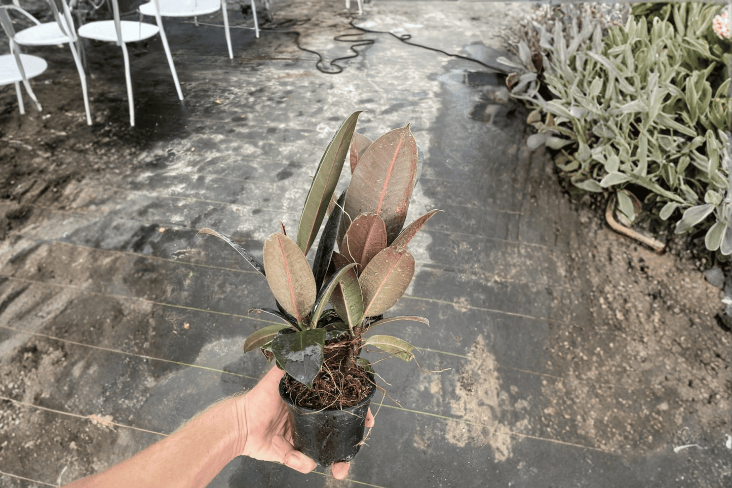 2 Ficus Burgundy Live Plants in 4-Inch Pots – Ficus elastica 'Burgundy'