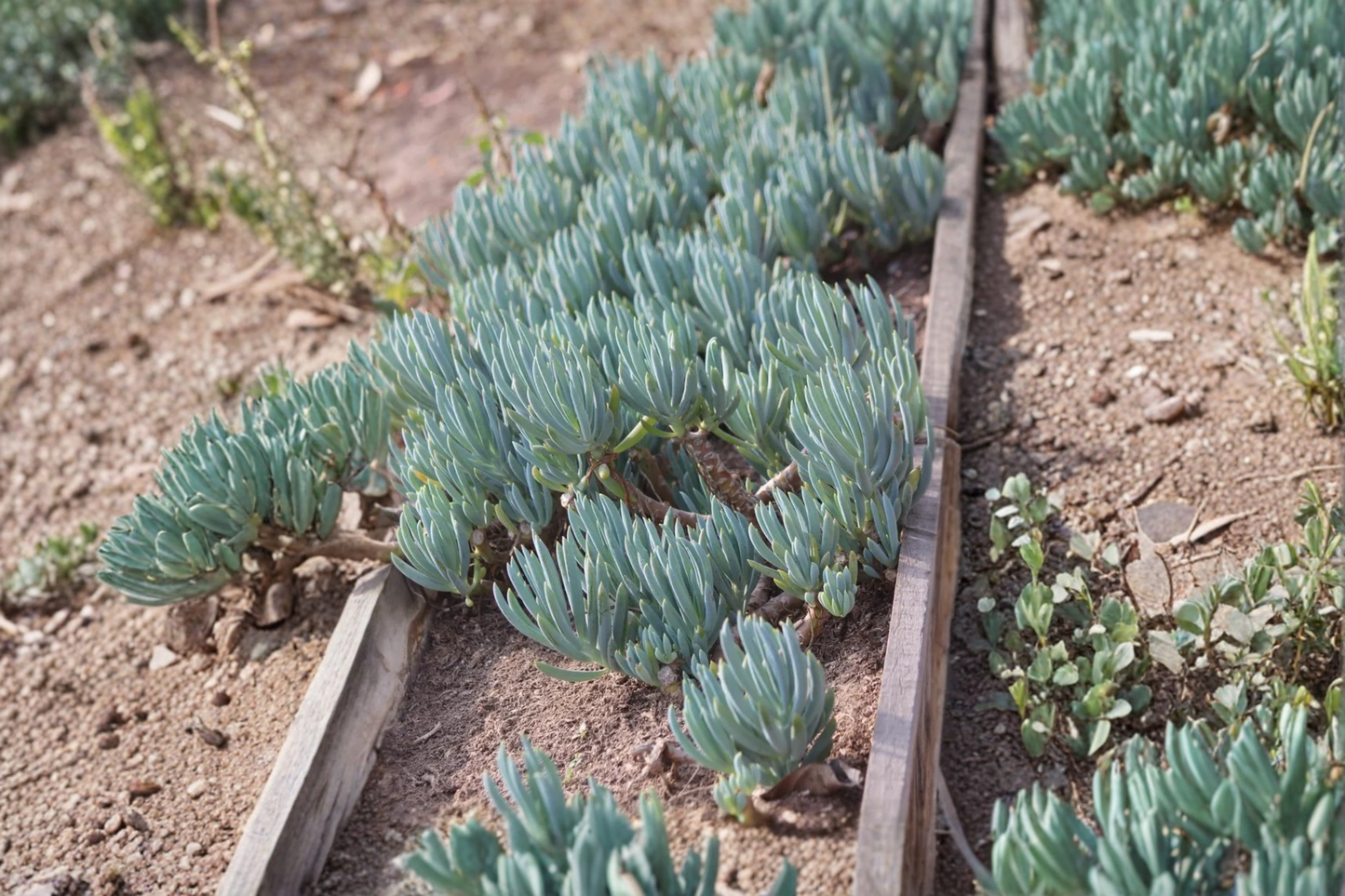 Blue Chalk Sticks 4-Inch Succulent Cutting – Curio serpens (Syn. Senecio serpens)