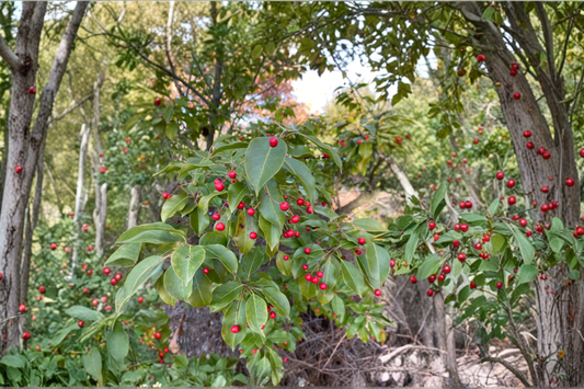 Female Longstalk Holly 2 Gallon Live Plant – Ilex pedunculosa Evergreen Shrub Red Berry Landscape Garden Plant