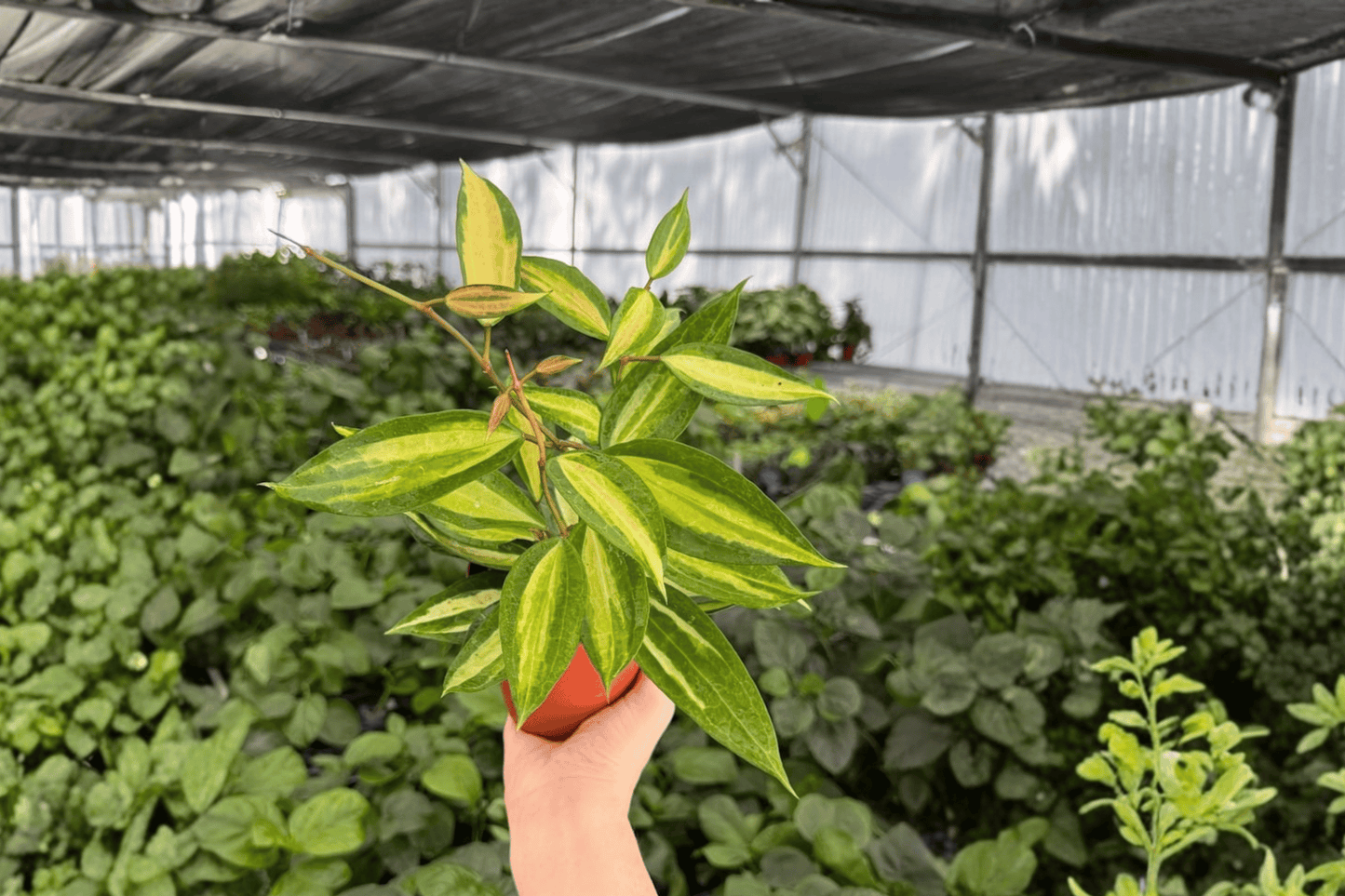 Hoya Macrophylla Pot of Gold 2 Exact Live Plants – 4-Inch Pots