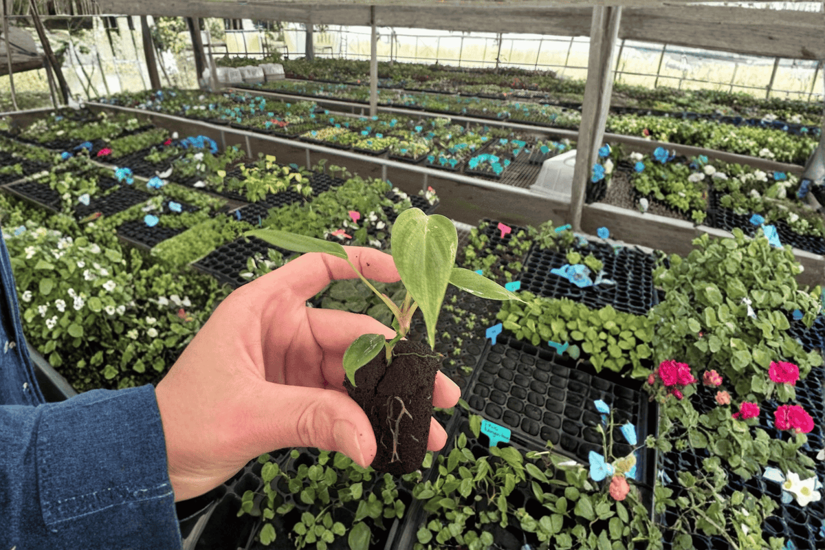 Philodendron nangaritense 2 Starter Plants – Bare Root
