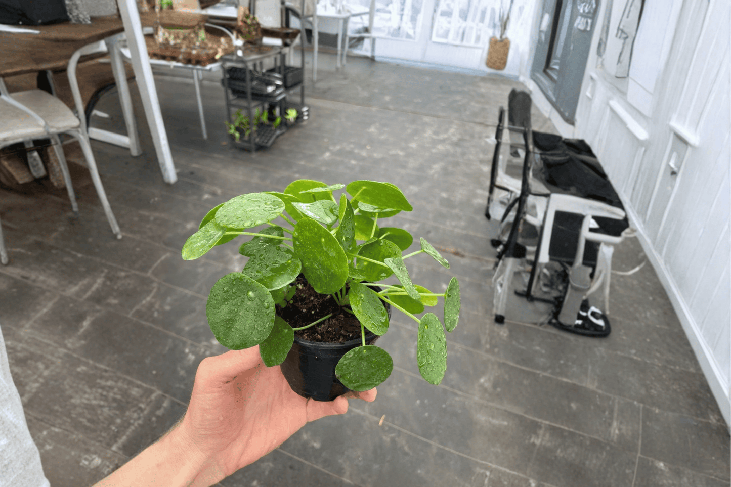2 Chinese Money Plant Live Plants in 4-Inch Pots – Pilea peperomioides