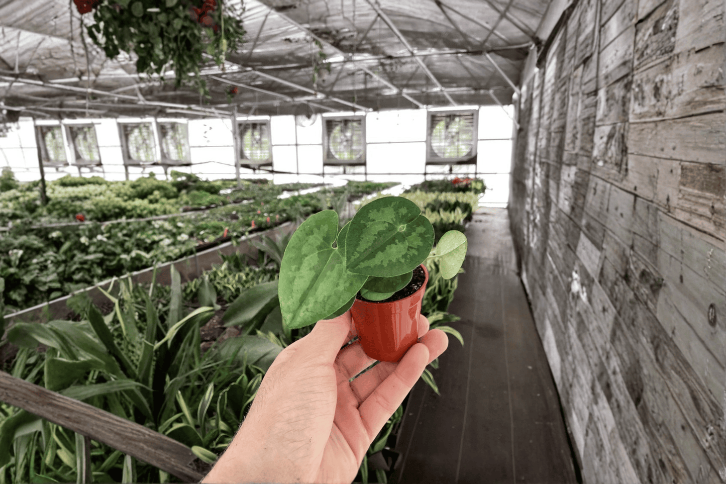 Asarum Maximum ‘Ling Ling’ 2 Live Starter Plants – 2-Inch Pot Format – Asarum maximum