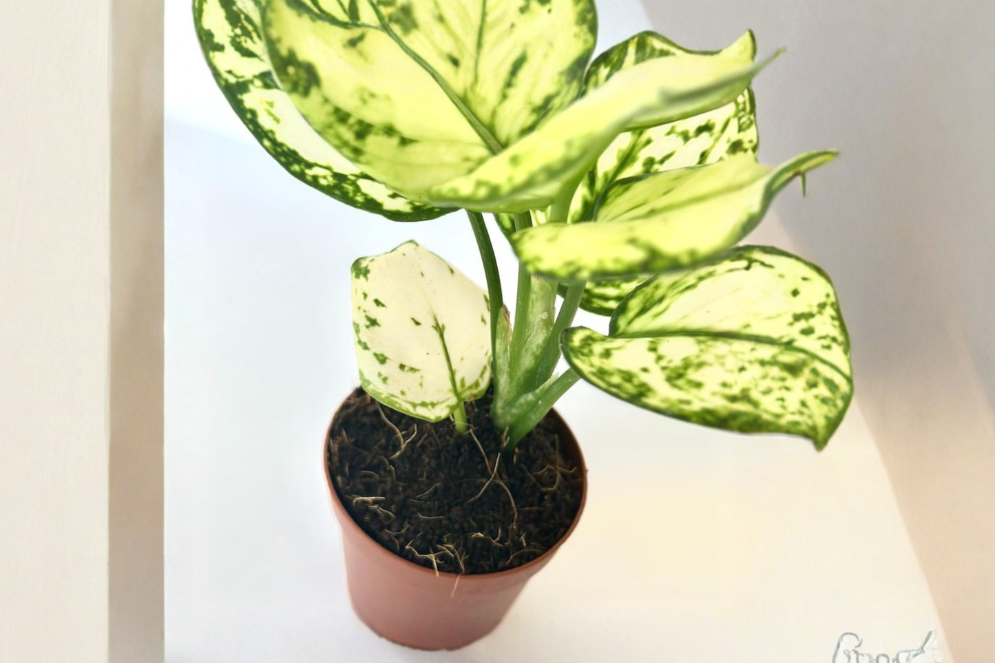 Super White Aglaonema Live Plant White Chinese Evergreen 2 Inch Indoor Starter Plant