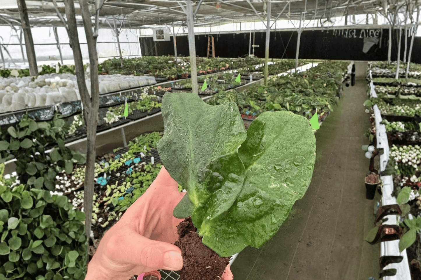2 Rhaphidophora korthalsii Starter Plants – Bare Root – Shingle Plant Live Plants