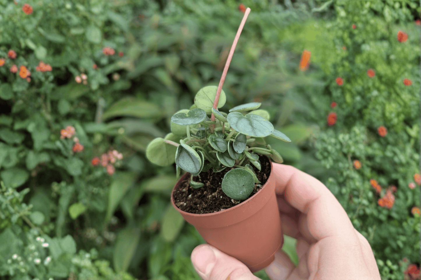 2 Peperomia Little Toscani Starter Plants – Bare Root – Peperomia caperata 'Little Toscani'