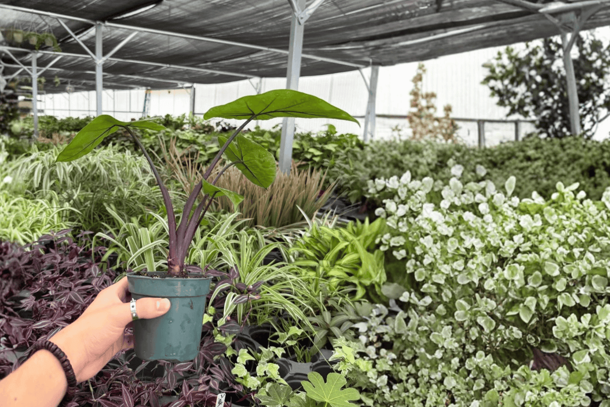 Alocasia Dark Star 2 Exact Live Plants – Alocasia ‘Dark Star’ Specific 4” Size Bare Root