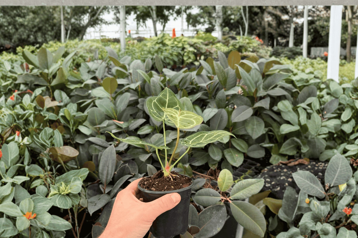 Anthurium Crystal Golden 2 Exact Live Plants – Anthurium ‘Crystal Golden’ 4” Size Bare Root