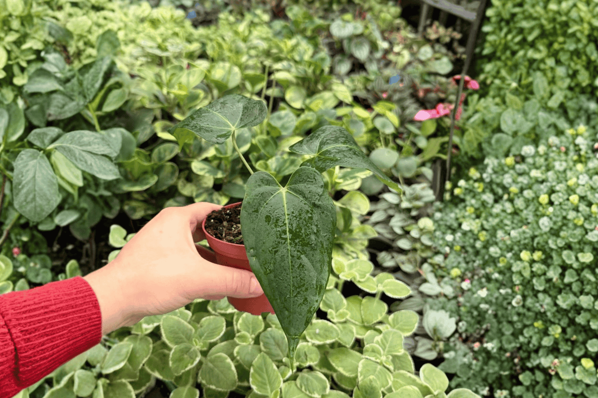 Anthurium Papi Legend × Papillilaminum – 2 Exact Live Plants, 4-Inch Size – Anthurium papillilaminum Hybrid