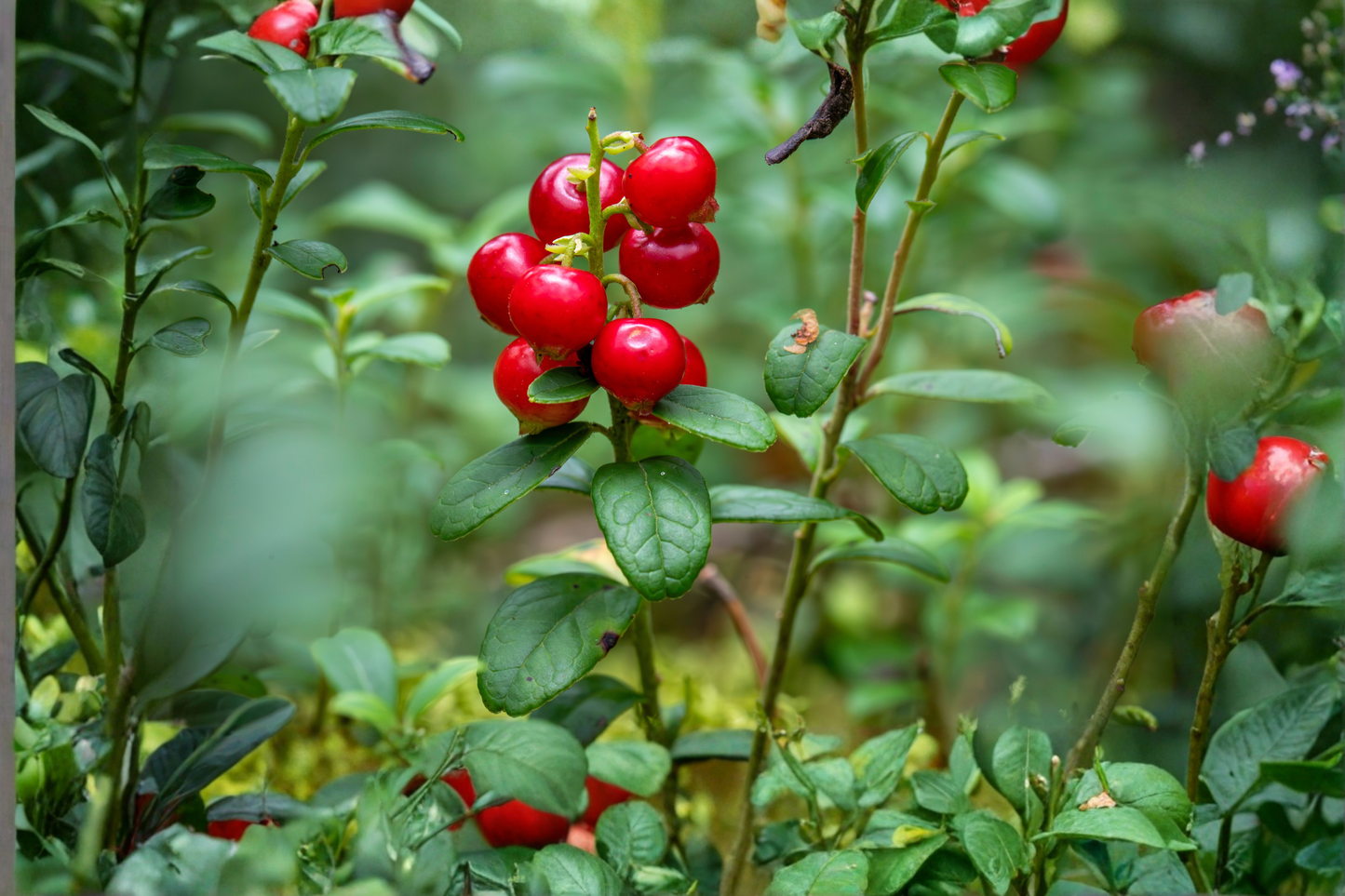 Lingonberry 5 Live Plant Rhizomes – Vaccinium vitis-idaea Bare Root